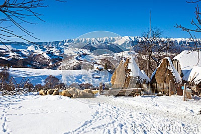 Typical winter scenic view with haystacks and sheeps Stock Photo