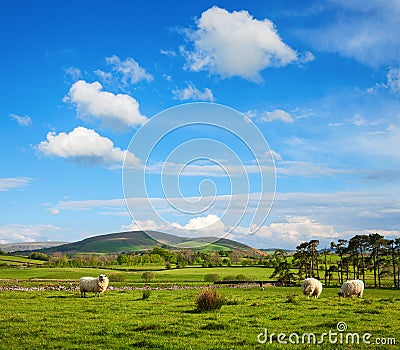 The typically English countryside landscape with sheep pasturing on green grass, Lake District National Park, Cumbria, England, UK Stock Photo