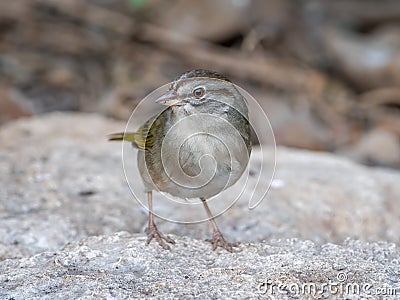 Olive Sparrow Emerging From a Texas Thicket Stock Photo