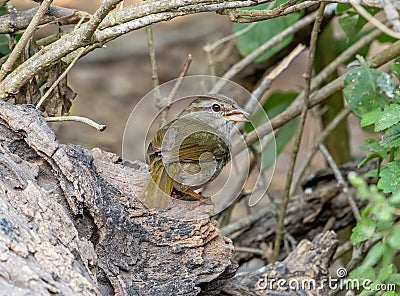 Olive Sparrow Emerging From a Texas Thicket Stock Photo