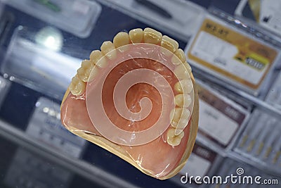 Typodont, plastic moulage of human jaws and teeth placed on a counter of a shop Stock Photo