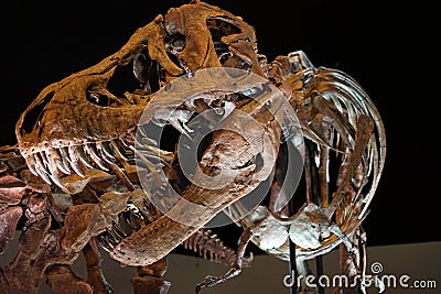 Tyrannosaurus rex fossil Stock Photo