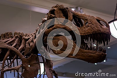 A tyrannosaurus rex skeleton head Editorial Stock Photo