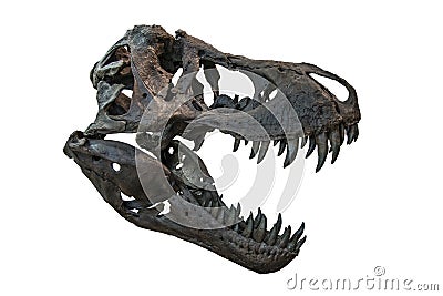 Tyrannosaurus Rex Skull Stock Photo