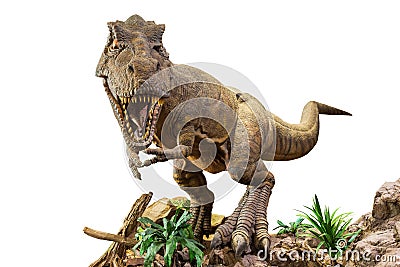 Tyrannosaurus rex . T-rex is walking , growling and open mouth on rock . White isolated background . Embedded clipping paths Stock Photo