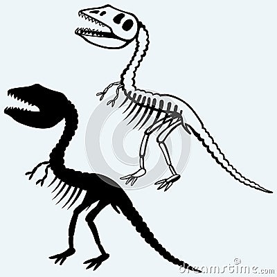 Tyrannosaurus skeleton Vector Illustration