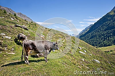 Tyrolese grey cow in an alpine pasture Stock Photo