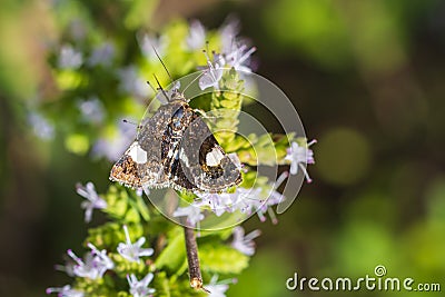 Tyta luctuosa, four-spotted moth also field bindweed moth pollinating on pink and purple thistle flowers Stock Photo
