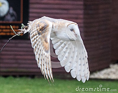 Barn owl in flight Stock Photo