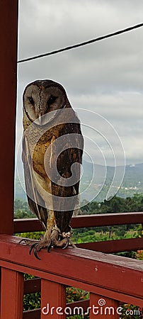 Tyto rosenbergii is a species of owl in the family Tytonidae. This bird is endemic to Sulawesi Island, Sangihe Stock Photo