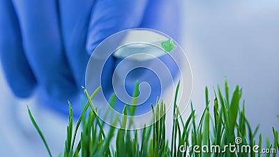 Técnico de laboratorio que añade el pedazo de esteroides a los brotes germinados, modificación de los cereales metrajes Técnico de laboratorio que añade el pedazo de esteroides a los brotes germinados, modificación de los cereales metrajes