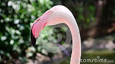 Tête de flamant en avant Le concept des animaux dans le zoo Tête de flamant en avant Le concept des animaux dans le zoo