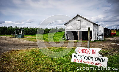 U-Pick Apple Orchard Stock Photo