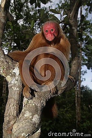 Uakari monkey, Cacajao calvus, Stock Photo