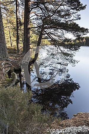 Uath Lochan and Scots Pine at Glen Feshie . Stock Photo