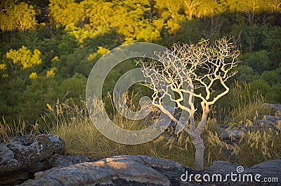 Ubirr Kakadu Stock Photo