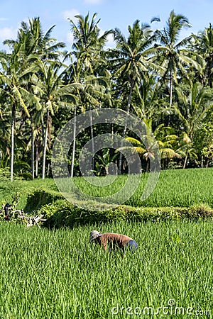 Old male farmer in a straw hat working on a green rice plantation. Landscape with green rice fields and old man at sunny day in Editorial Stock Photo