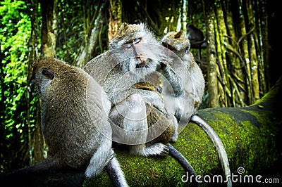 Ubud Monkey Forest 1 Stock Photo