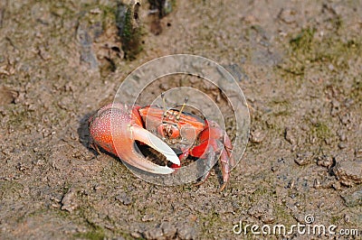 Uca arcuata crab Stock Photo