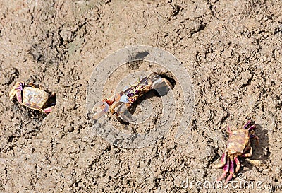 Uca tangeri or Afruca tangeri is a species of fiddler crab that lives along the Atlantic coasts of southwestern Europe and western Stock Photo