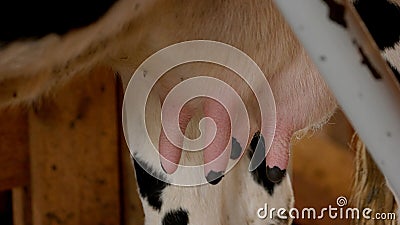 Udder of young cow close up. Stock Photo