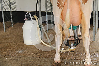 Farm Cow Being Milked. Stock Photo