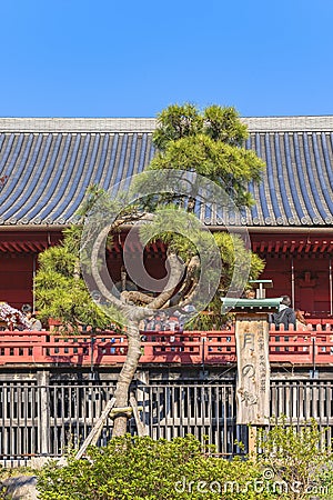 Japanese pine Tsuki no Matsu from the Ukiyo-e of Utagawa Hiroshige. Editorial Stock Photo