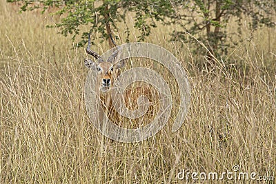Uganda Kob, Kobus kob thomasi, hiding in the grass Stock Photo