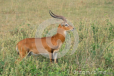 Uganda Kob, Kobus thomasi Stock Photo