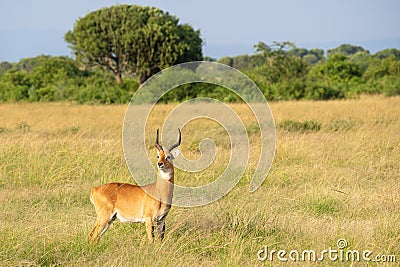 Uganda Kob, Kobus thomasi Stock Photo