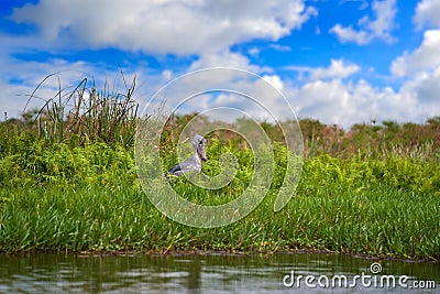 Uganda wildlife. Shoebill, Balaeniceps rex, hidden in the green vegetation. Portrait of big beaked bird, Mabamba swamp. Stock Photo
