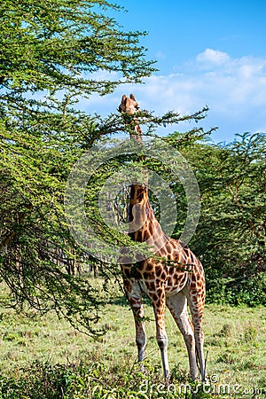 Ugandan giraffe browses in savannah Stock Photo