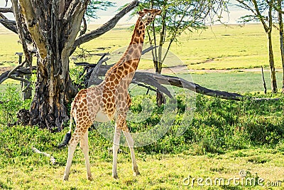 Ugandan giraffe browses in savannah Stock Photo