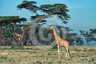 Ugandan giraffe Stock Photo