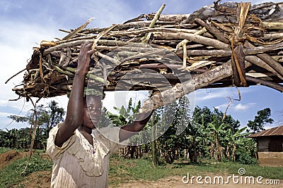 Ugandan girl carries firewood on her head Editorial Stock Photo
