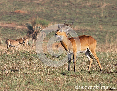 Ugandan Kob Male Antelope on the Savanna Stock Photo