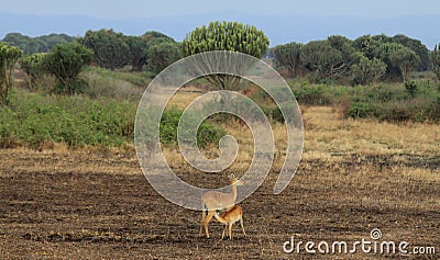 Ugandan Kob Nursing Mother and Baby Stock Photo