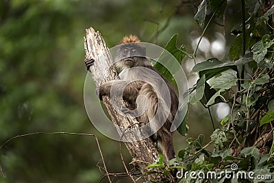 Ugandan red colobus, piliocolobus tephrosceles, ashy red colobus Stock Photo