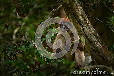 Ugandan red colobus, Piliocolobus tephrosceles, rufous head grey monkey sitting on tree trunk in tropic forest. Red colobus in Stock Photo