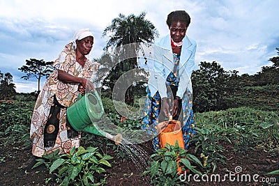 Ugandan women work in vegetable production Editorial Stock Photo