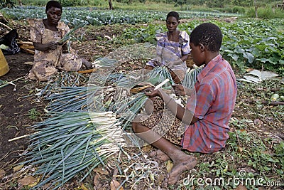 Ugandan women working in horticulture Editorial Stock Photo