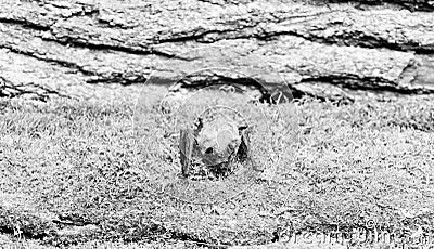 Ugly bat. Forelimbs adapted as wings. Museum of nature. Mammals naturally capable of true and sustained flight. Eyes bat Stock Photo