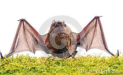 Ugly bat. Wild nature. Forelimbs adapted as wings. Mammals naturally capable of true and sustained flight. Bat emit Stock Photo