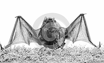 Ugly bat. Wild nature. Forelimbs adapted as wings. Mammals naturally capable of true and sustained flight. Bat emit Stock Photo