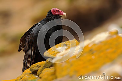 Ugly black bird Turkey vulture, Cathartes aura, sittin on yellow moss stone, Falkland Isllands Stock Photo