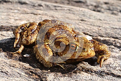 Ugly Frog Stock Photo