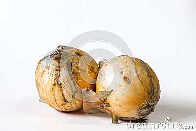 Ugly onions close up and isolated in white. Stock Photo