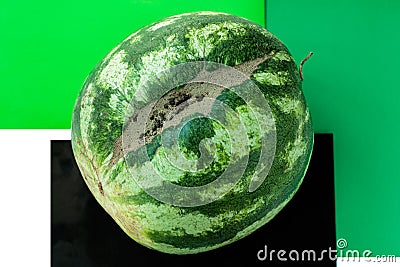 Ugly shaped watermelon with scar-like structure, scratch on white background Stock Photo