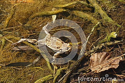 Ugly toad Stock Photo