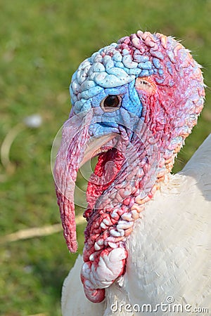 Turkey head Stock Photo